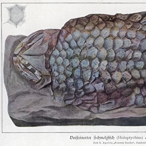 Fossil Holoptychius