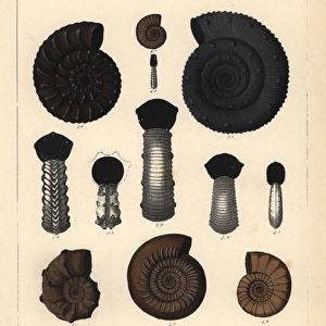 Fossils of extinct encephalopod ammonites