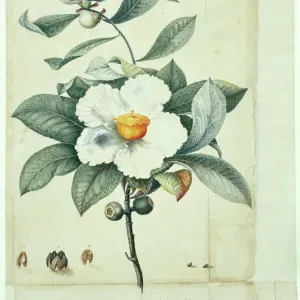 Franklinia alatamaha Print: Ewan Frontispiece (1756-1788) Franklinia alatamaha Print: Ewan Frontispiece (1756-1788)