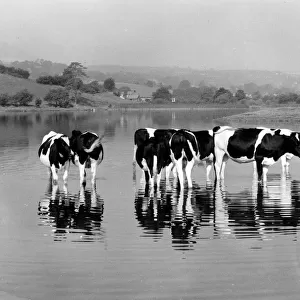 Friesian cows at Rydal Water, Lake District, Cumbria