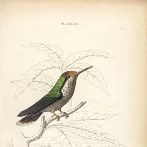 Frilled coquette, Lophornis magnificus, young male