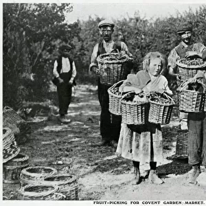 Fruit-picking for Covent Garden market 1909