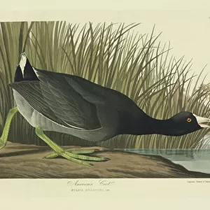 Rallidae Canvas Print Collection: American Coot