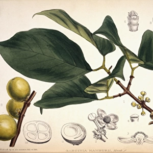 Garcinia hanburyi, Hanburys garcinia