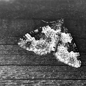 Garden Carpet Moth