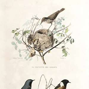 Garden warbler, redstart and European stonechat
