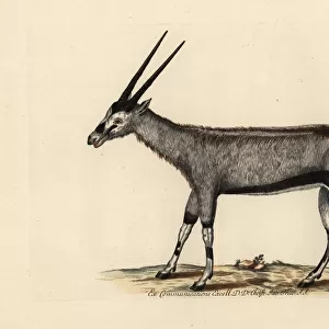 Gemsbok or gemsbuck, Oryx gazella