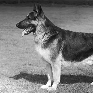 German Shepherd dog, 1960