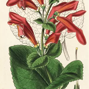 Gesneria fascialis