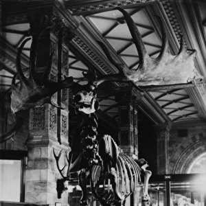 Giant deer, February 1893. The Natural History Museum, Lond