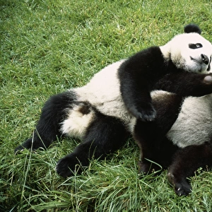 Giant Panda - two playing