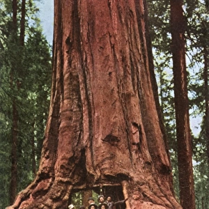 Giant Redwood - Yosemite National Park