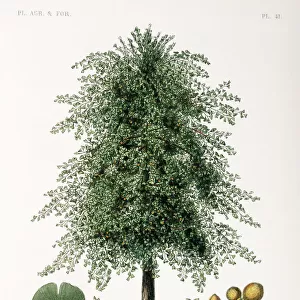 Ginkgo biloba, maidenhair tree