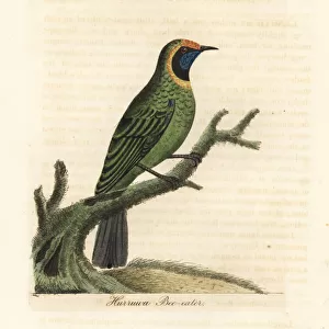 Leafbirds Collection: Related Images