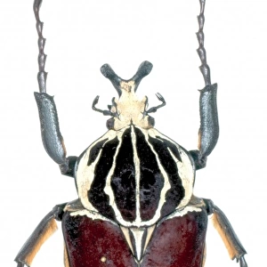 Goliathus goliathus, goliath beetle