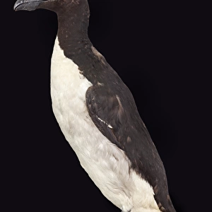 Great auk, Pinguinus impennis