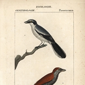 Mammals Collection: Zapodidae