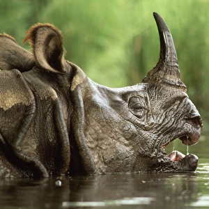 Great Indian / One-horned RHINOCEROS / rhino