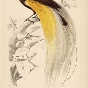 Passerines Collection: Birds Of Paradise