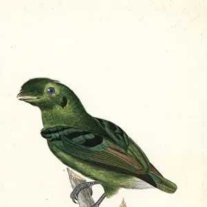 Broadbills Collection: Green Broadbill