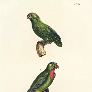 Green-rumped parrotlet and blue-crowned hanging-parrot