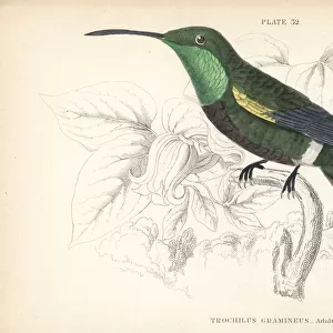Hummingbirds Collection: Green Throated Mango