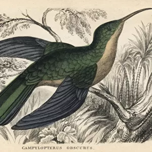 Grey-breasted sabrewing, Campylopterus largipennis obscurus