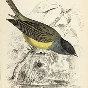 Grey-headed canary-flycatcher, Culicicapa ceylonensis
