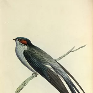 Apodiformes Postcard Collection: Treeswifts