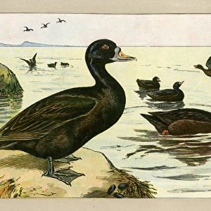 Group of ducks