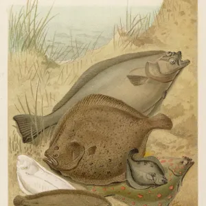 Flatfish
