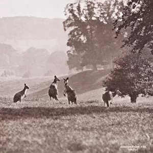 Group of Kangaroos by Gambier Bolton