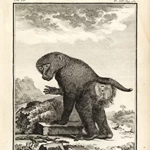 Cercopithecidae Mounted Print Collection: Guinea Baboon