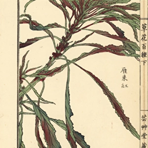 Hageitou or Josephs coat, Amaranthus tricolor