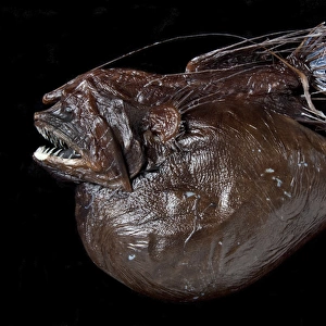 Hairy Anglerfish, Caulophryne pelagica