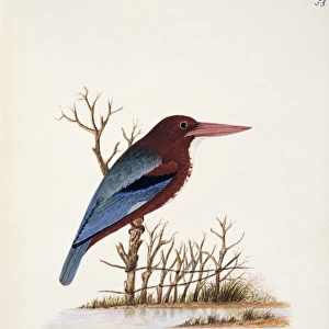 Halcyon smyrnensis, white-throated kingfisher