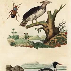Ducks Canvas Print Collection: Brazilian Merganser