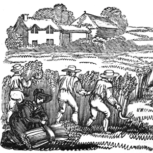 Harvesting wheat in a field, c. 1800