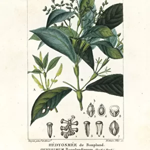 Hedyosmum bonplandianum, Kunth