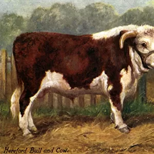 Cattle Greetings Card Collection: Hereford