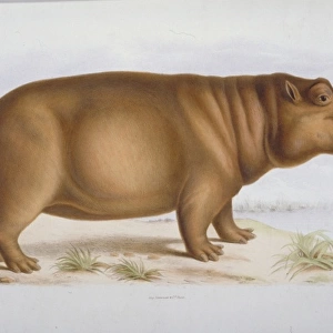 Hexaprotodon liberiensis, hippopotamus