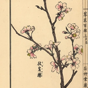 Higan cherry blossom, Prunus pendula
