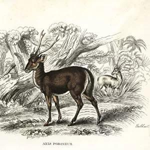 Hog deer, Axis porcinus, endangered