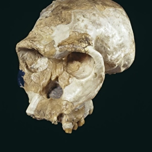 Homo habilis cranium (OH24) (reconstruction)