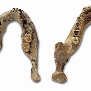 Homo heidelbergensis mandible casts (Mauer 1 and Swartkrans)