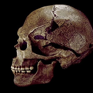 Homo sapiens cranium (Predmosti 3) cast