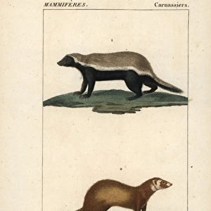 Honey badger, Mellivora capensis, and least