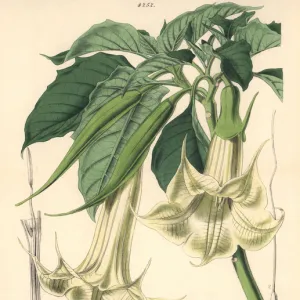 Modern Art Prints & Wall Art: Botanical