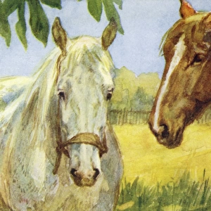Horses resting in a field
