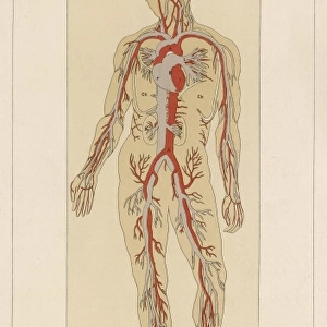 Human body with blood vessels